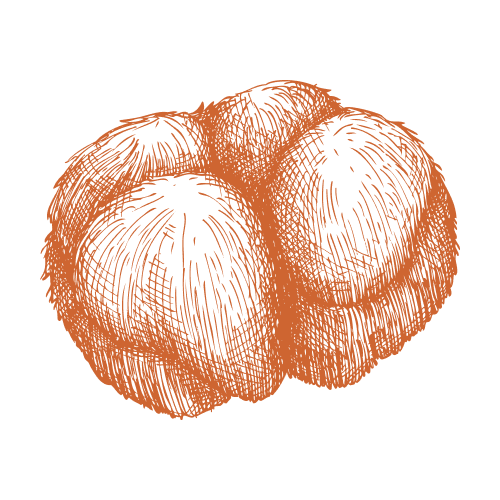 Лъвска грива