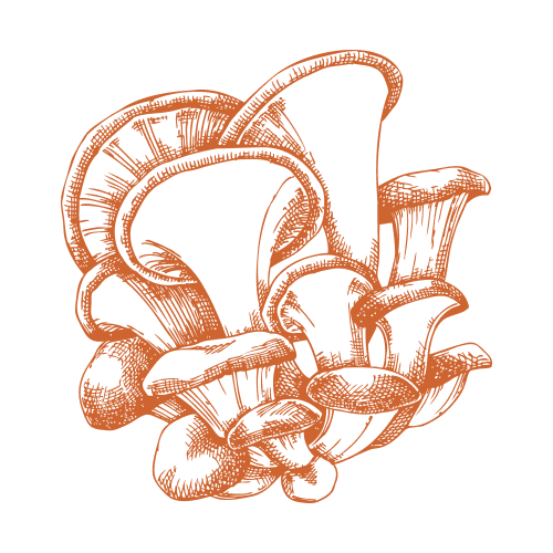 Гъба лимонова стрида