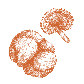 Сила и енергия от природата