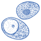 Качествен избор за всеки ден